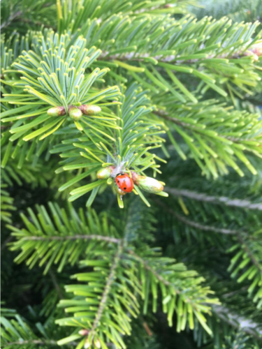 Juletræernes økologiske liv – Hemgården