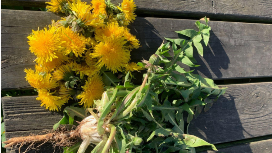 Mælkebøtte - spis alt fra blomst til rod